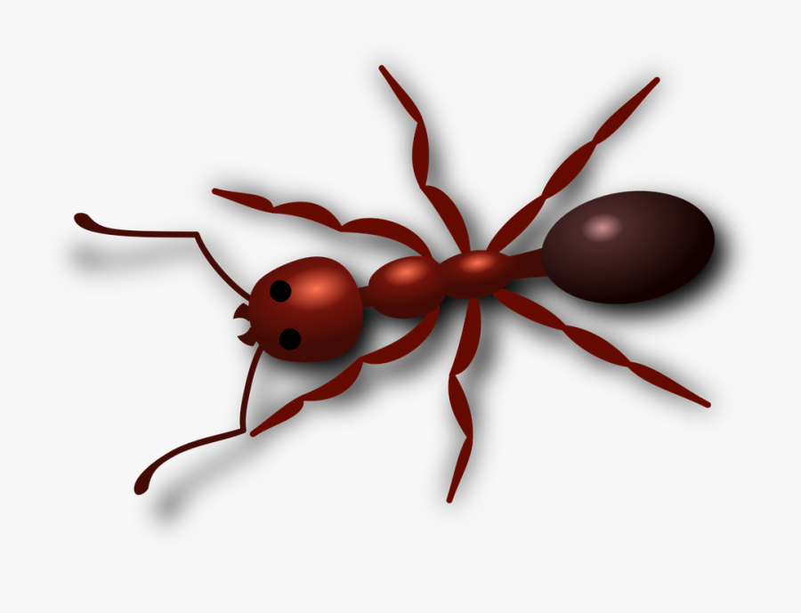 Amazing Facts Of Ant, Transparent Clipart