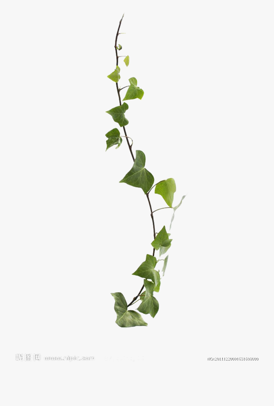 Transparent Vines Clipart - Creeper Plant Png, Transparent Clipart