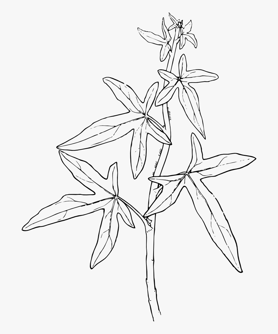 Ivy - Drawing Of Medicinal Plants, Transparent Clipart