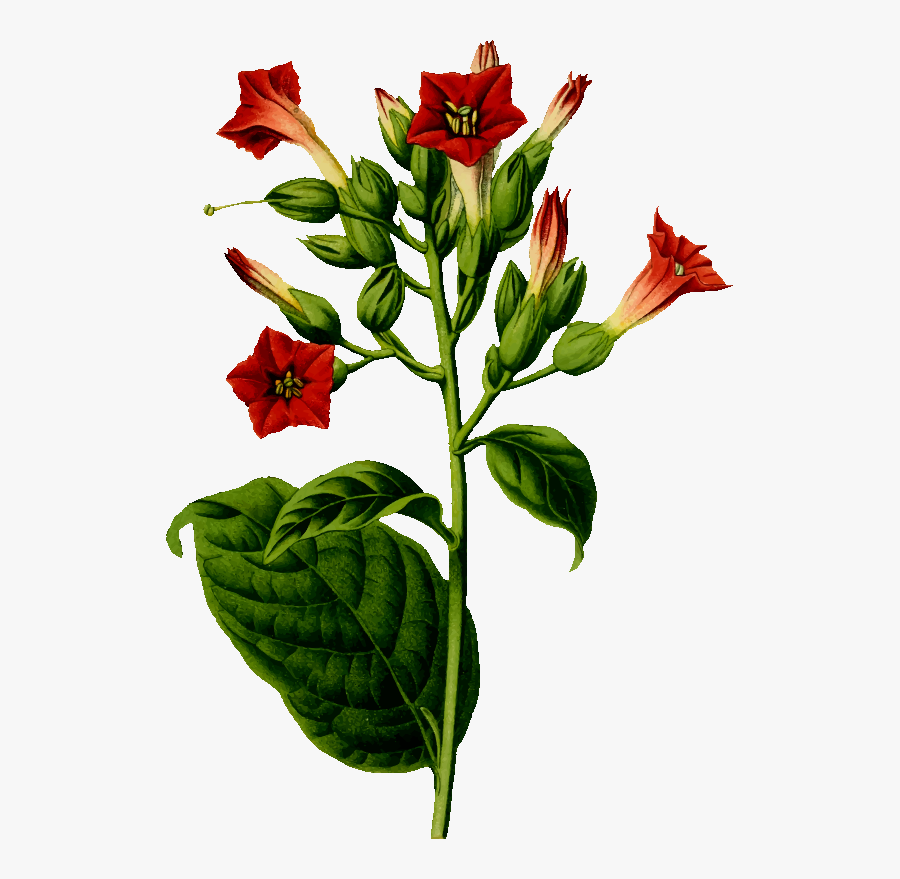 Plant,flower,garden Roses - Tobacco Plant Clipart, Transparent Clipart