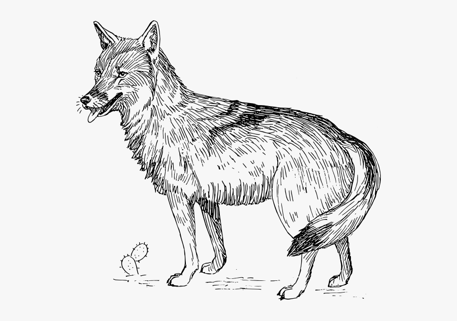 Coyote Clipart, Transparent Clipart