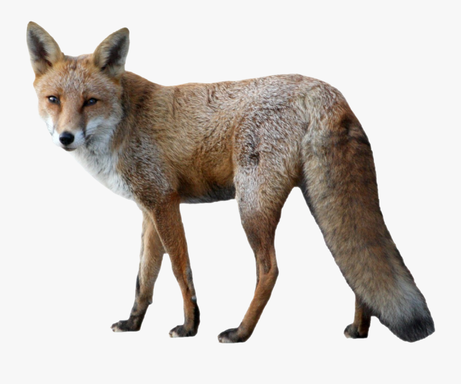 Fox Png Image Purepng - Fox Png, Transparent Clipart