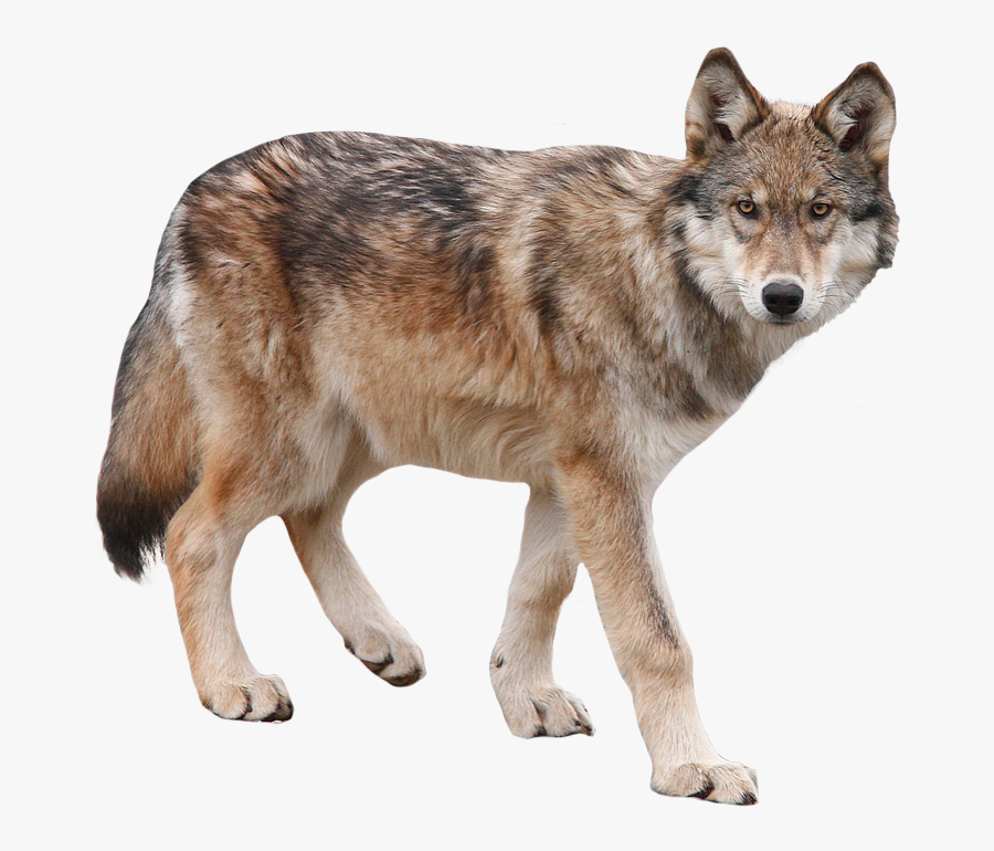 Howling Animal Kid - Wolf Png, Transparent Clipart