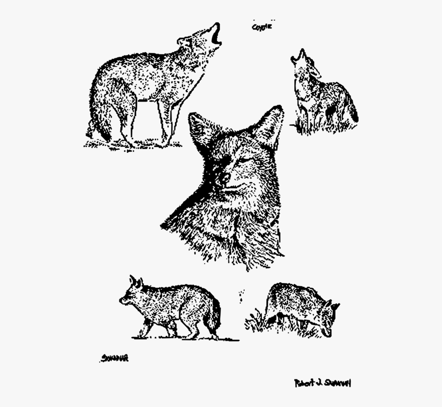 Art,monochrome Photography,carnivoran - Wolfdog, Transparent Clipart