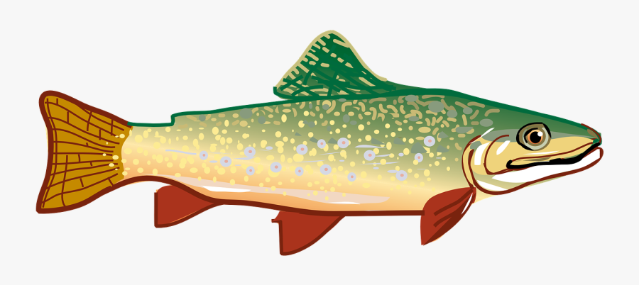 Transparent Trout Clipart - Trout Clipart, Transparent Clipart