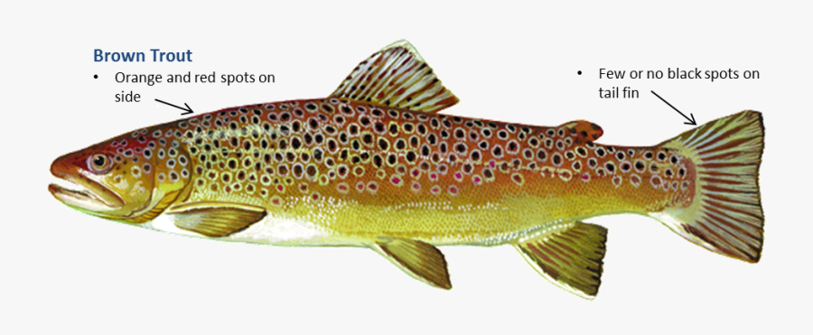 Clip Art Oklahoma Department Of Wildlife - Brown Trout, Transparent Clipart