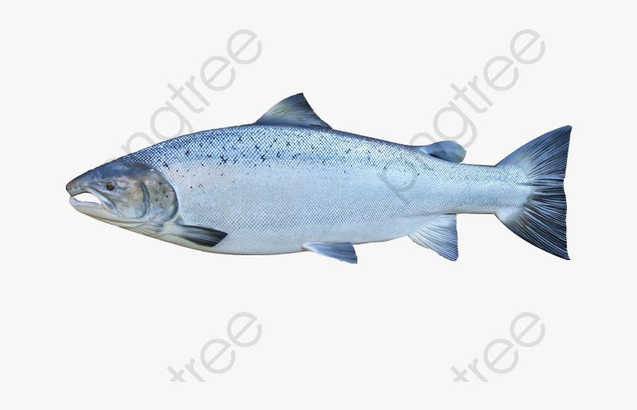 King Clipart Product Kind - Sockeye Salmon, Transparent Clipart