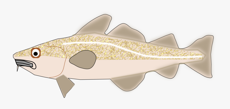 Fish,cod,trout - Trout, Transparent Clipart