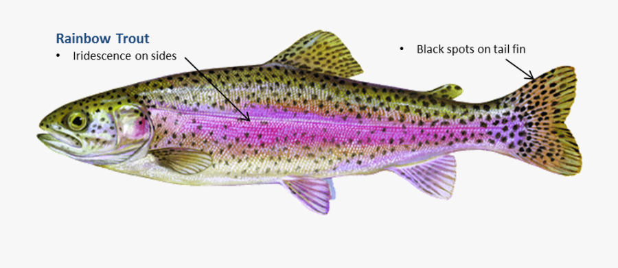 Clip Art Rainbow Trout Jumping - Trout, Transparent Clipart