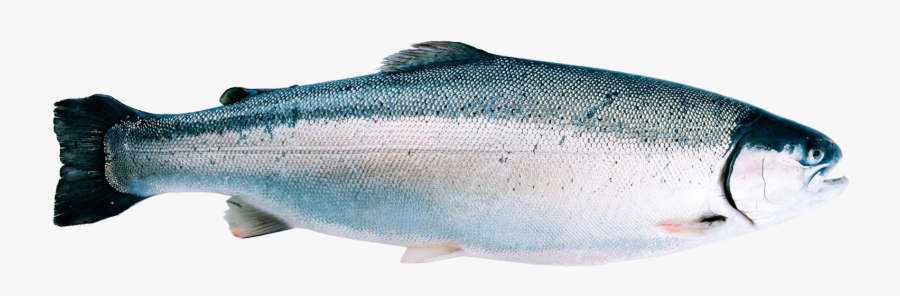Fjord Trout, Transparent Clipart