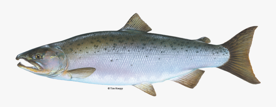 Coho Salmon Svg Transparent Download - Female Coho Salmon, Transparent Clipart