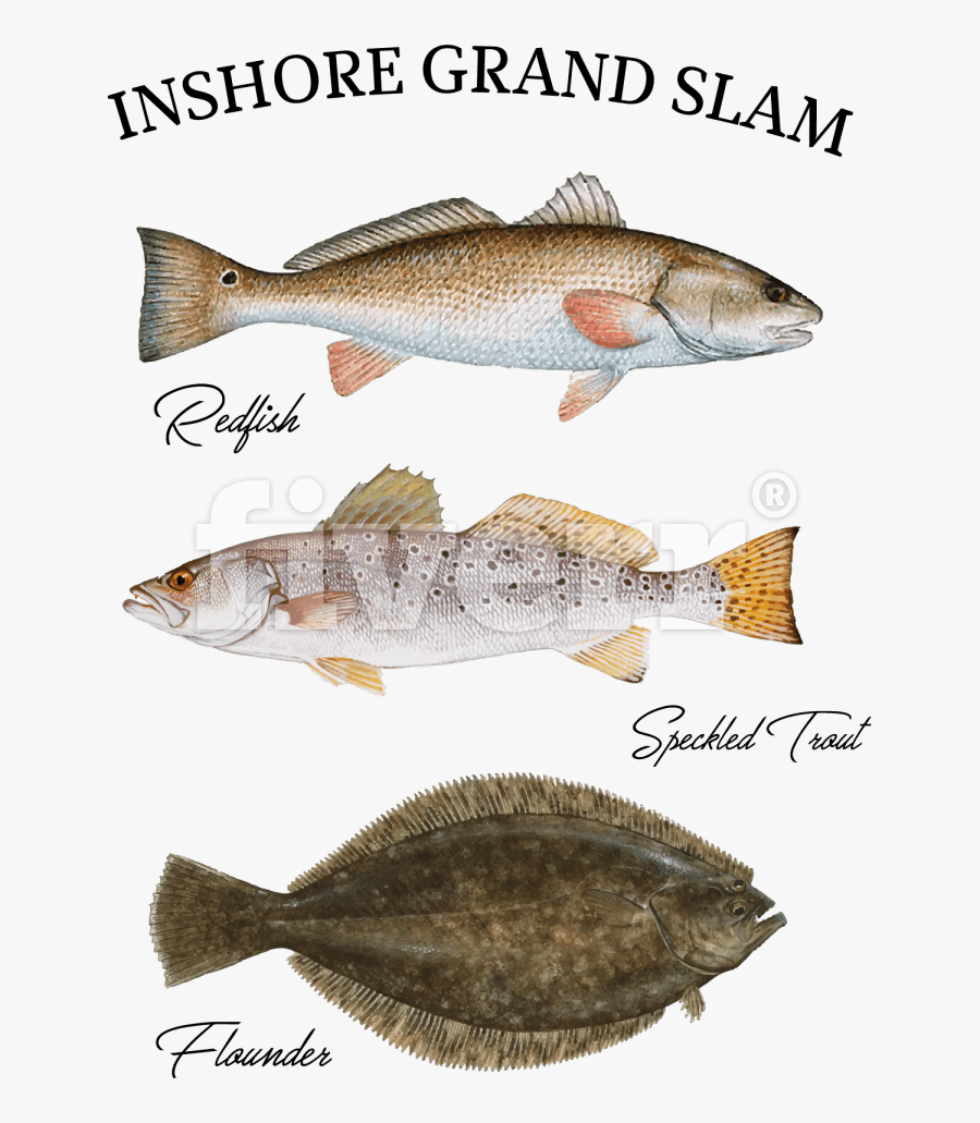 Transparent Redfish Clipart - Red Fish Flounder Speckled Trout , Free ...