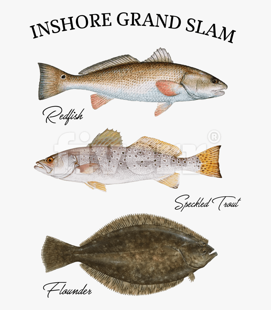 Transparent Redfish Clipart - Red Fish Flounder Speckled Trout, Transparent Clipart