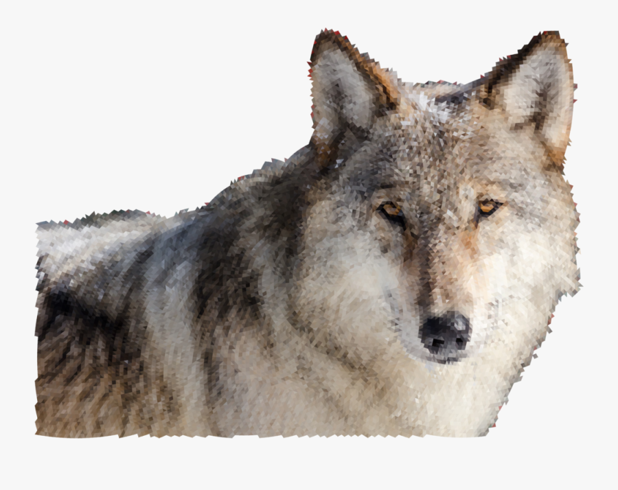 Wildlife,fur,snout - Czechoslovakian Wolfdog, Transparent Clipart