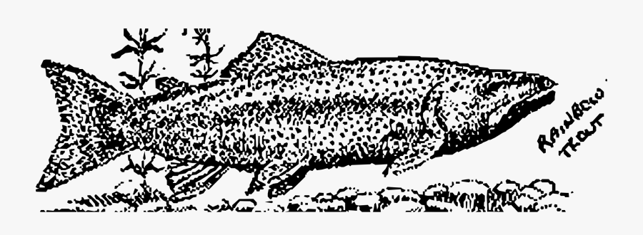 Art,monochrome Photography,carnivoran - Rainbow Trout, Transparent Clipart