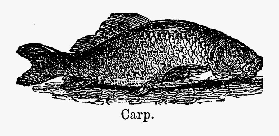 Digital Stamp Design - Bass, Transparent Clipart