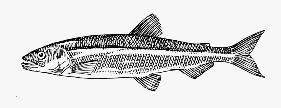 Trout, Fish, Animal, Biology, Ichthyology, Zoology - Atlantic Herring How To Draw, Transparent Clipart