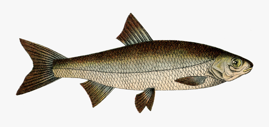 Fish Free Clip Art The Graphics Fairy Transparent Png - Cat Riding On A Fish Art, Transparent Clipart