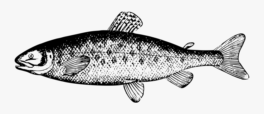 Clip Black And White Trout Vector Coho Salmon - Salmon Clipart Black And White, Transparent Clipart