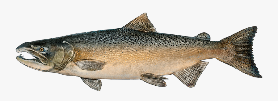 Hd Http Www Fishbuoy - Chinook Salmon Png, Transparent Clipart