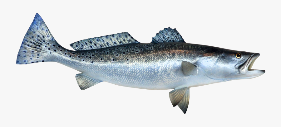Fish Cliparts Transparent Salmon - Fish Png, Transparent Clipart