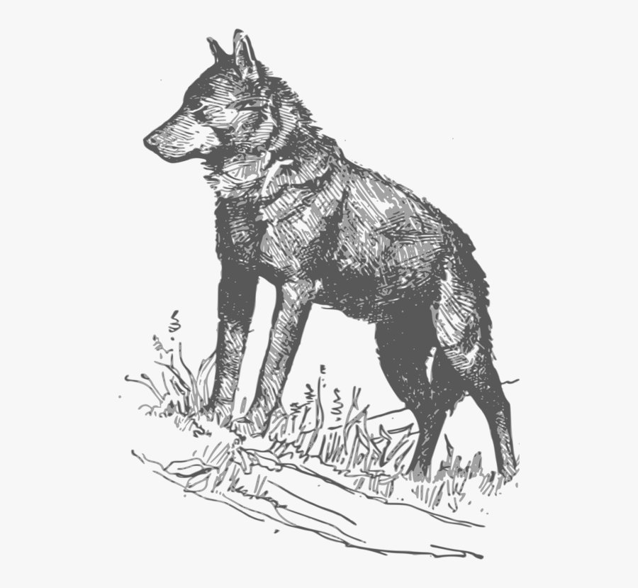 Line Art,seppala Siberian Sleddog,vertebrate - Coyote Transparent Sketch, Transparent Clipart
