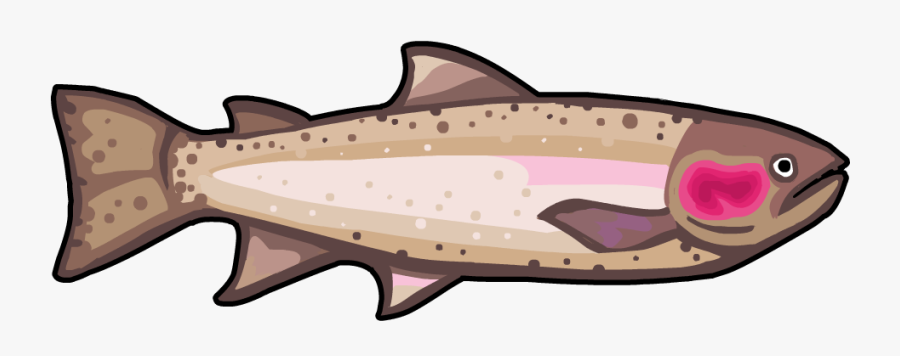 Trout Clipart Grey Fish - Cartoon, Transparent Clipart