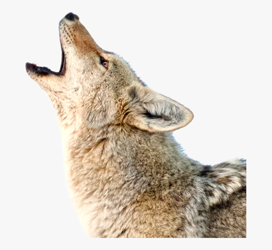 Clip Art Should I Be Concerned - Transparent Background Coyote Transparent, Transparent Clipart
