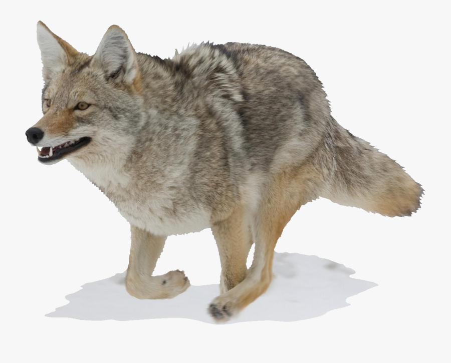 Hd Running Free Unlimited - Coyote No Background, Transparent Clipart