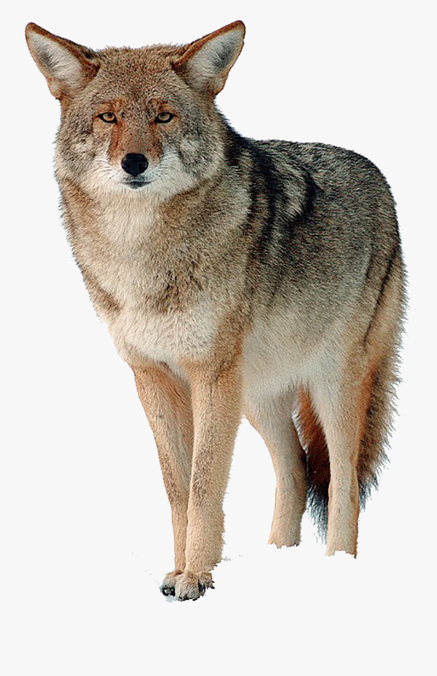 Transparent Images Free Download - Coyote Png, Transparent Clipart