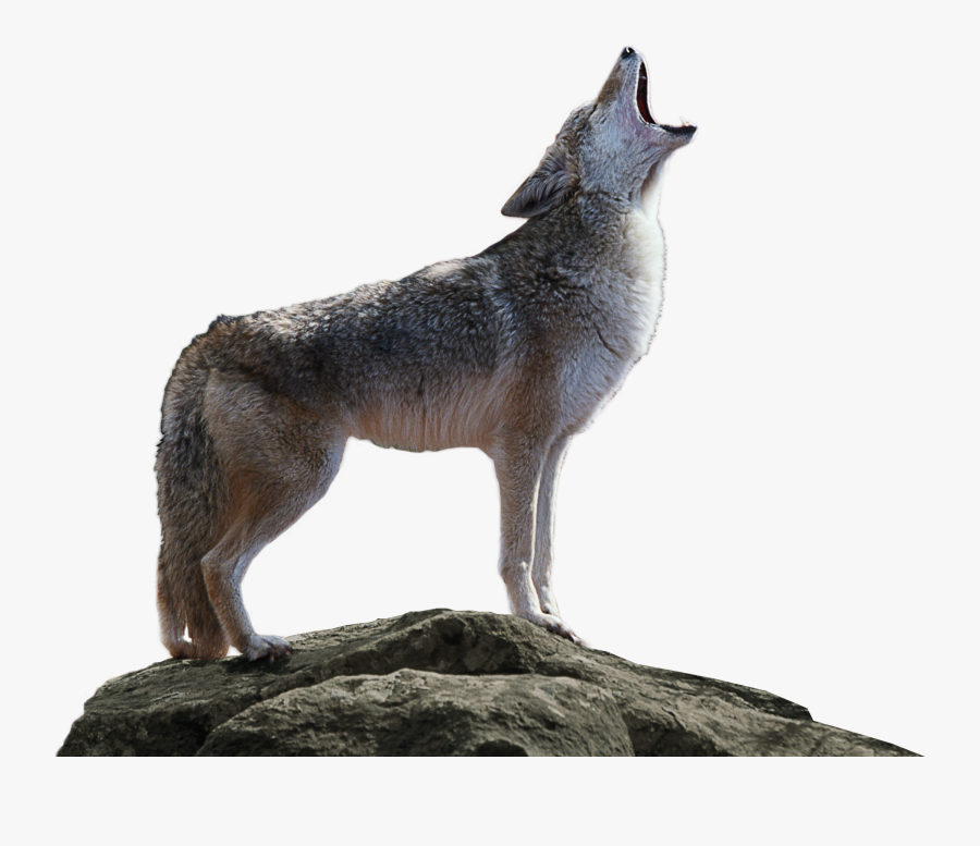 Image Download - Coyote Png, Transparent Clipart