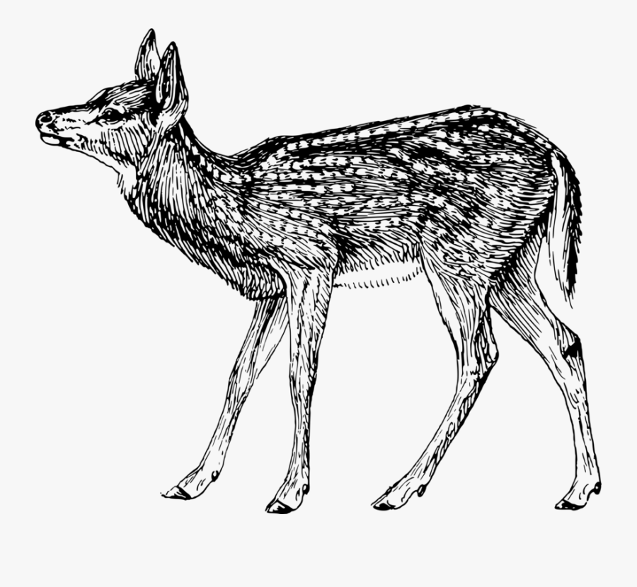 Antelope,musk Deer,monochrome Photography - Clip Art, Transparent Clipart