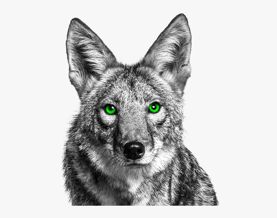Royalty Free Png Hd Transparent Images - Coyote With Green Eyes, Transparent Clipart