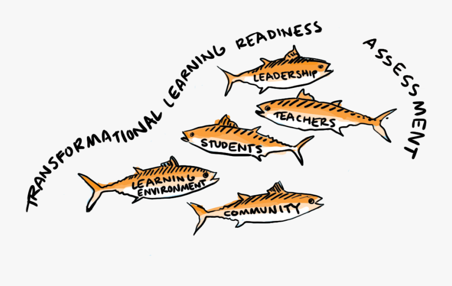 Transformational Learning Readiness Assessment - Trout, Transparent Clipart