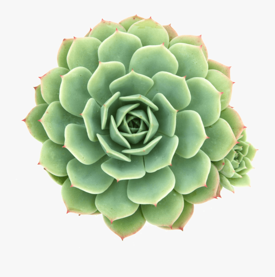 Clip Art Echeveria Abalone Or Plant - Green Succulent, Transparent Clipart