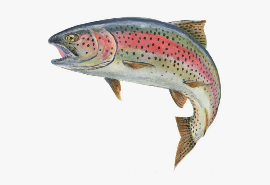 Coneygarth Fishery - Trout Fish, Transparent Clipart