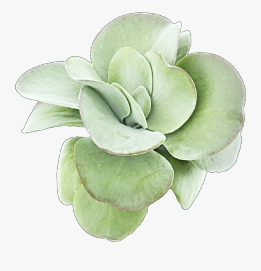 Succulent Pngs, Transparent Clipart