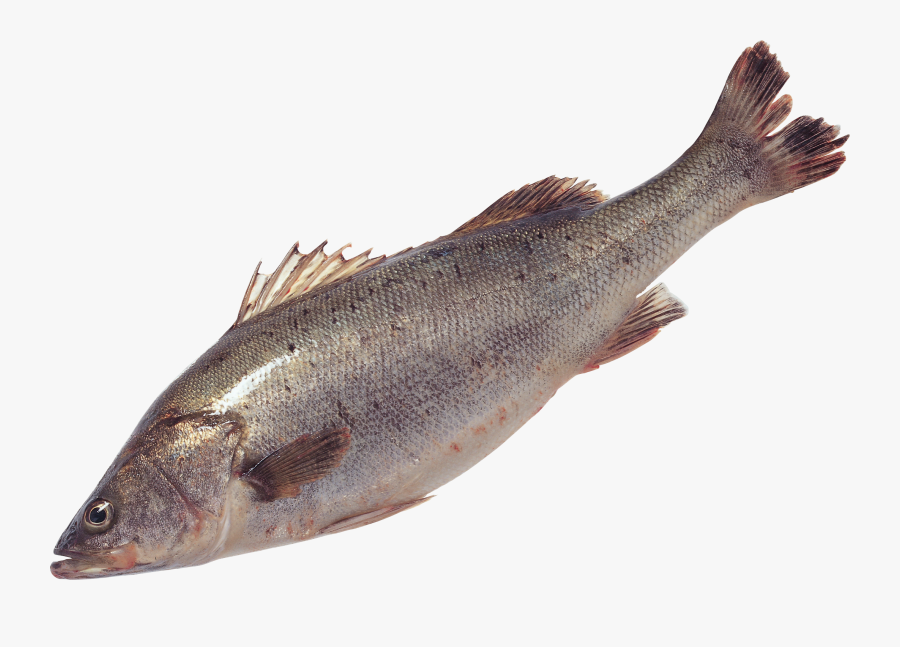 Salmon Fish No Background, Transparent Clipart
