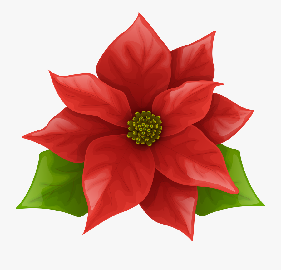 Christmas Poinsettia Png Clip, Transparent Clipart