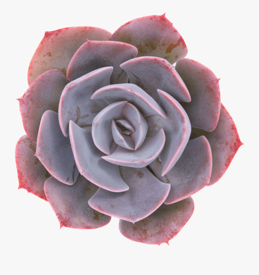 Echeveria "dusty Rose - Transparent Background Transparent Succulent Png, Transparent Clipart
