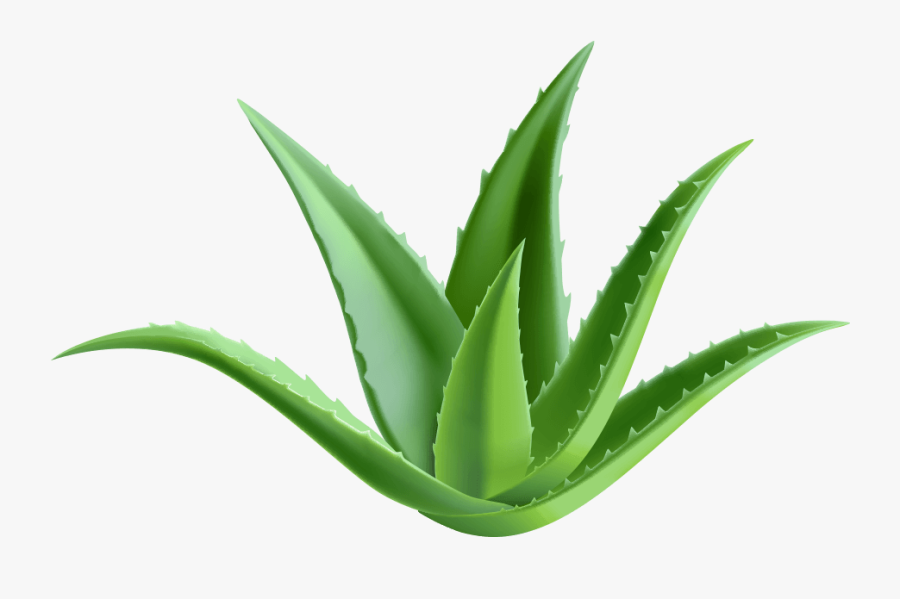 Agave, Transparent Clipart