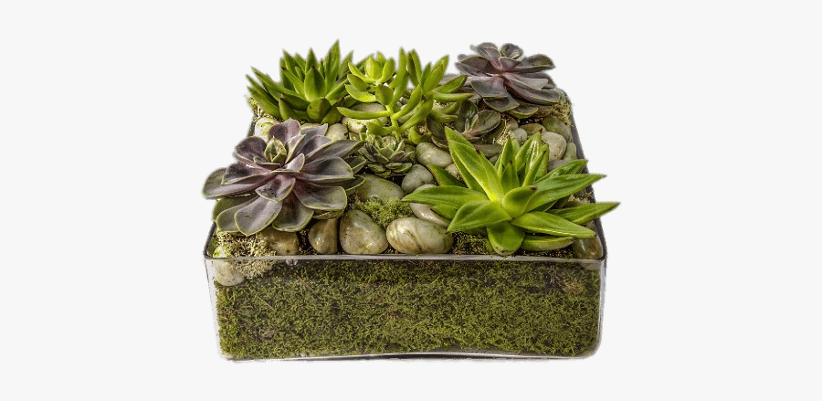 Glass Container With Succulents - Succlents In Glass Containers, Transparent Clipart