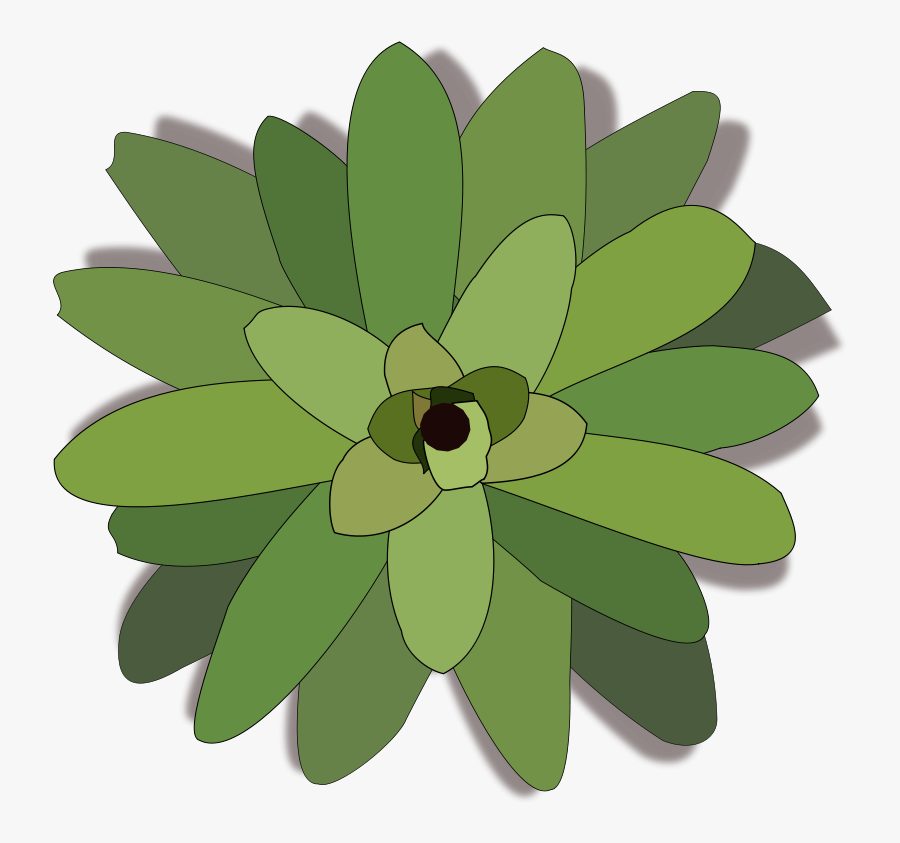 Bromelia-02 - Bromelia Dibujo Png, Transparent Clipart