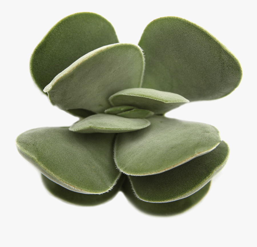 Transparent Succulents Png - Transparent Background Succulent Png, Transparent Clipart