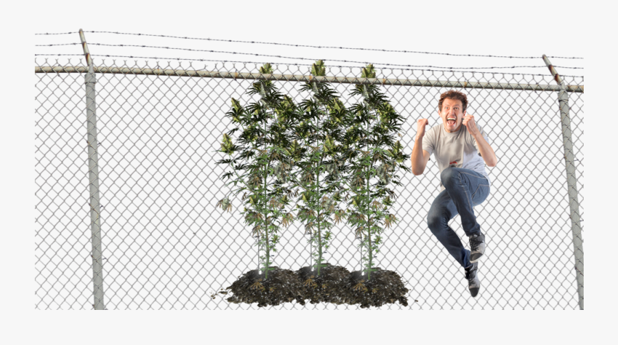 Barbed Wire - Chain Link Fence Png, Transparent Clipart