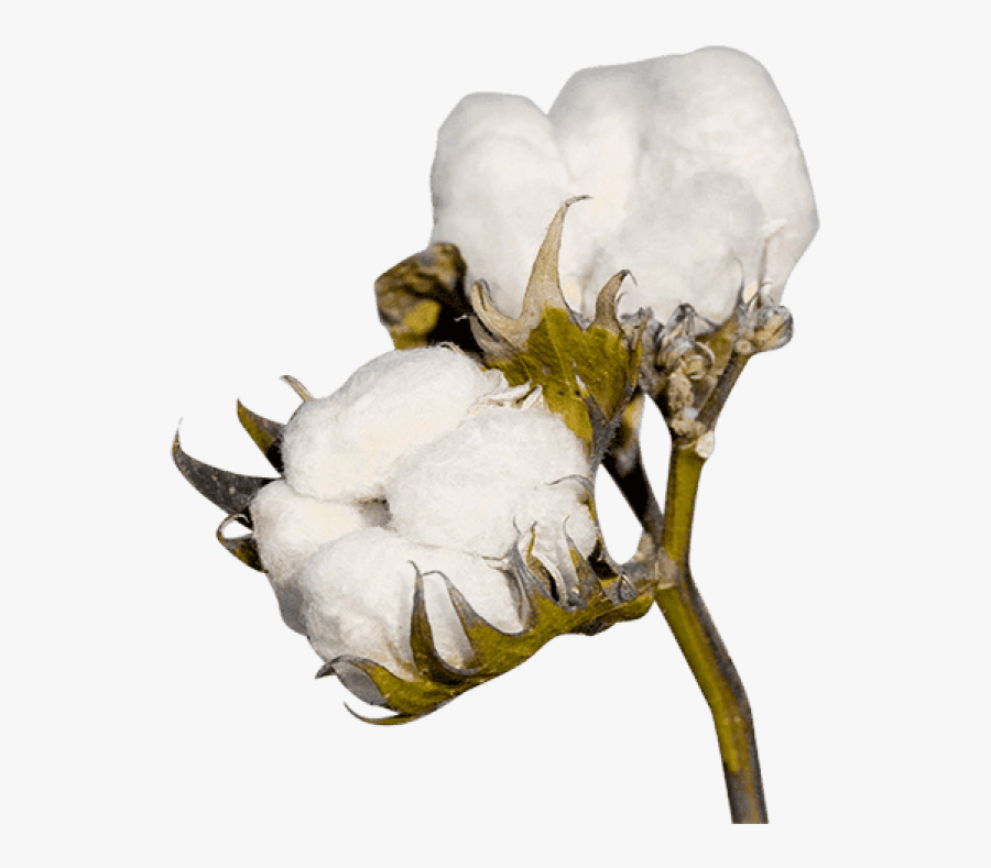 Cotton Png Clipart - Cotton Png, Transparent Clipart