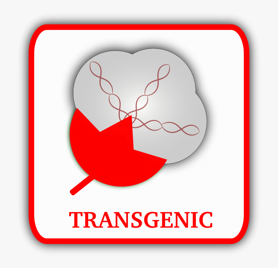 Cotton - Transgenic Png, Transparent Clipart