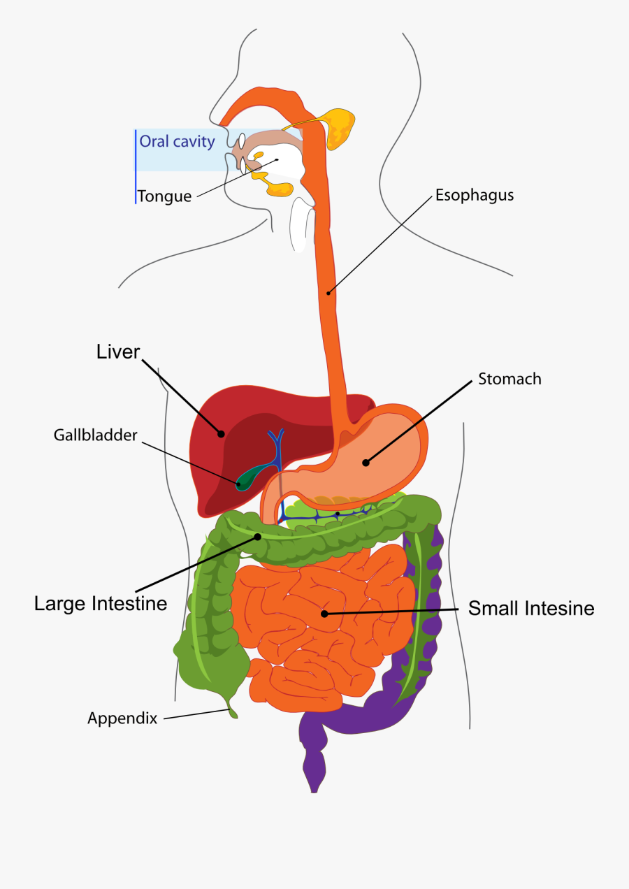 Cliparts For Free - Digestive System Diagram Duodenum, Transparent Clipart