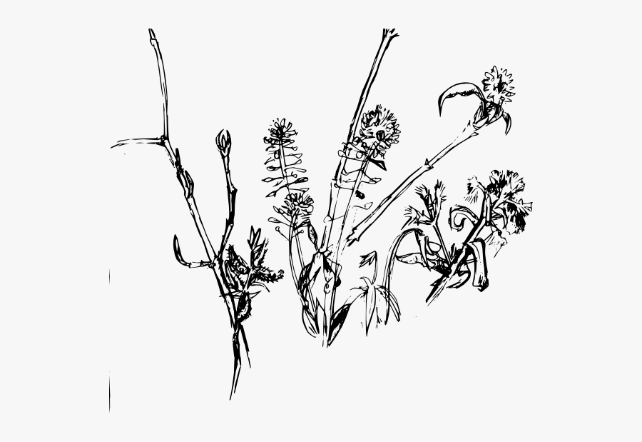 Forest Plants2004 Clip Art - Dead Flowers Line Art, Transparent Clipart