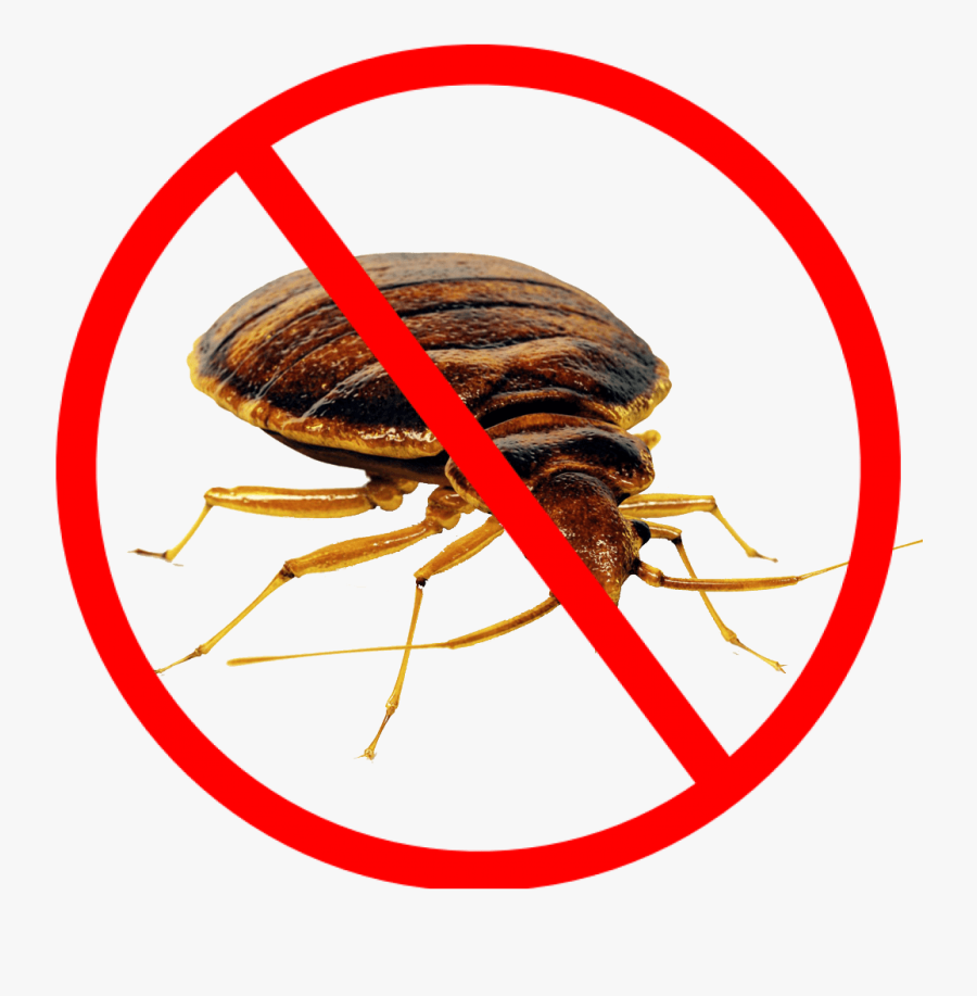 Misuse Of Mobile Phone, Transparent Clipart